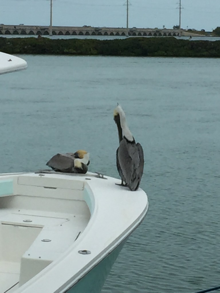 Elsker de her pelikaner